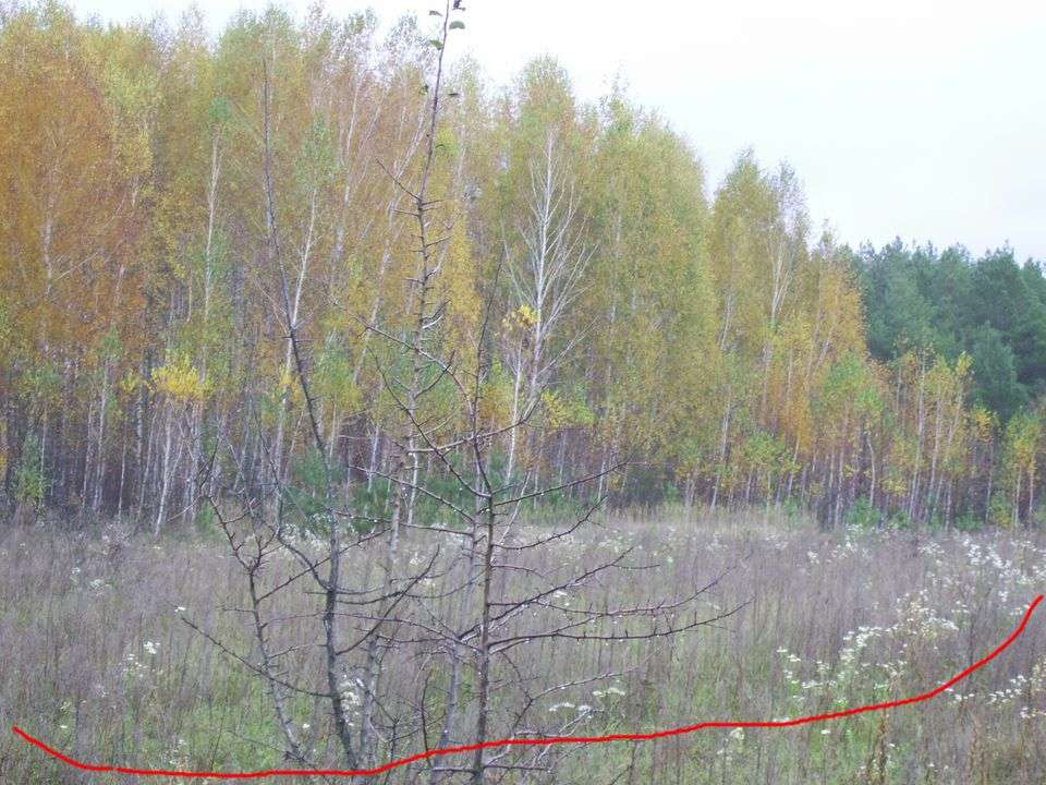 land for sale  Nyzhcha-Dubechnya